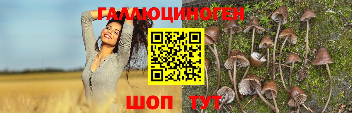 Галлюциногенные грибы Magic Shrooms  Псилоцибиновые грибы прущие грибы  Вход с VPN  Клинцы 